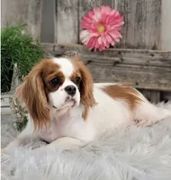 Jazmin, a female Cavalier King Charles Spaniel for sale in Shipshewana, IN – 6 of 6