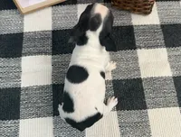 Oxana, a female Boston Terrier for sale in Shipshewana, IN – 5 of 7