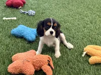 Julian, a male Cavalier King Charles Spaniel for sale in Shipshewana, IN – 3 of 6