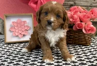 Portland, a female Cavalier King Charles Spaniel and Poodle - Toy  for sale in Shipshewana, IN – 3 of 5