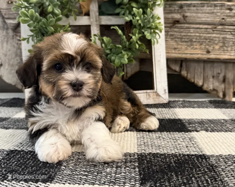 Charity – Havanese puppy for sale in Shipshewana, IN