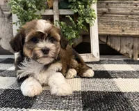 Charity, a male Havanese for sale in Shipshewana, IN – 1 of 6
