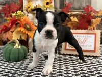 Gretel, a female Boston Terrier for sale in Shipshewana, IN – 1 of 7