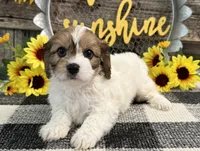 Denim, a male Bichon Frise and Cavalier King Charles Spaniel for sale in Shipshewana, IN – 1 of 6