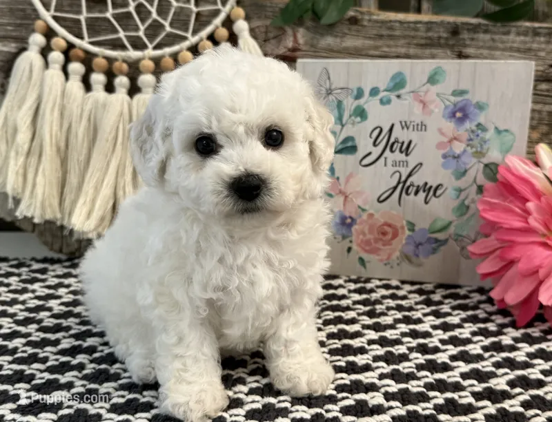 Worthy – Bichon Frise puppy for sale in Shipshewana, IN