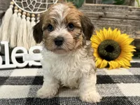 Halston, a male Havanese for sale in Shipshewana, IN – 3 of 6