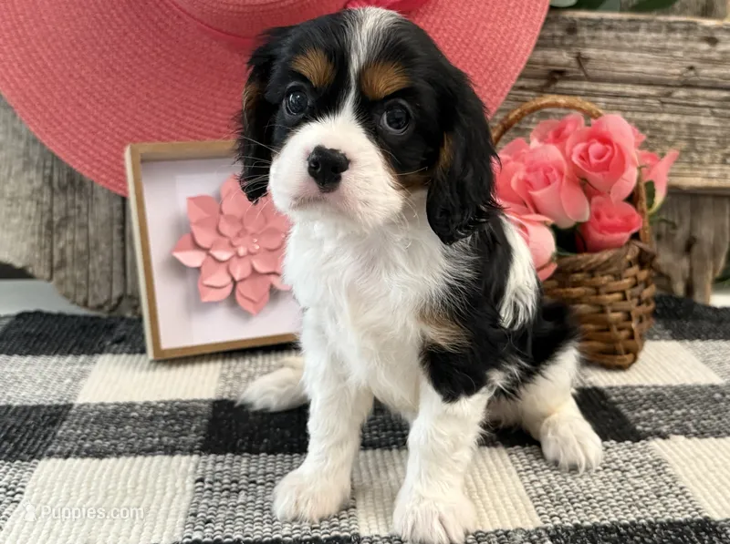 Monique – Cavalier King Charles Spaniel puppy for sale in Shipshewana, IN