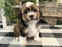 Charity, a male Havanese for sale in Shipshewana, IN – 3 of 6