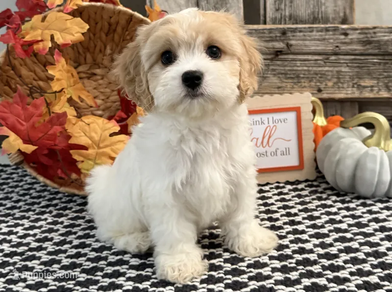 Nash – Bichon Frise, Cavalier King Charles Spaniel puppy for sale in Shipshewana, IN