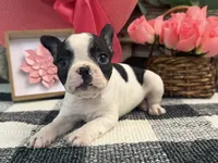 Oxana, a female Boston Terrier for sale in Shipshewana, IN – 3 of 7