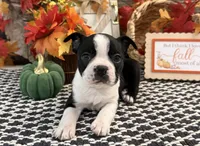 Gretel, a female Boston Terrier for sale in Shipshewana, IN – 3 of 7