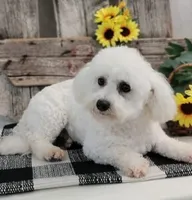 Tavis, a male Bichon Frise for sale in Shipshewana, IN – 5 of 6
