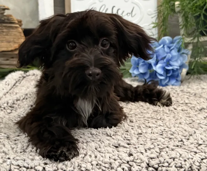 Bronson – Havanese, Poodle - Miniature  puppy for sale in Shipshewana, IN