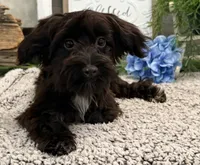 Bronson, a male Havanese and Poodle - Miniature  for sale in Shipshewana, IN – 1 of 6