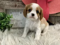 Honor, a female Cavalier King Charles Spaniel for sale in Shipshewana, IN – Photo 4 of 4