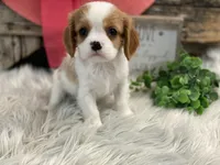 Honor, a female Cavalier King Charles Spaniel for sale in Shipshewana, IN – Photo 2 of 4