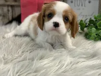Honor, a female Cavalier King Charles Spaniel for sale in Shipshewana, IN – Photo 1 of 4