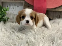 Honor, a female Cavalier King Charles Spaniel for sale in Shipshewana, IN – Photo 3 of 4