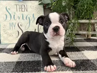 Admiral, a male Boston Terrier for sale in Shipshewana, IN – 2 of 6
