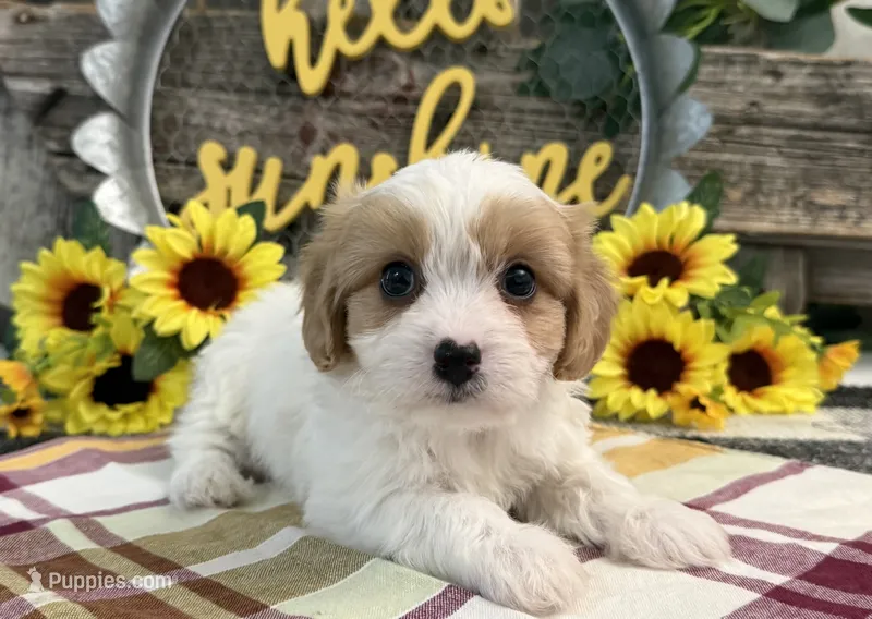 Norse – Bichon Frise, Cavalier King Charles Spaniel puppy for sale in Shipshewana, IN