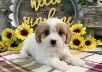 Norse, a male Bichon Frise and Cavalier King Charles Spaniel for sale in Shipshewana, IN – 1 of 6