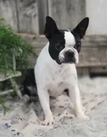 Admiral, a male Boston Terrier for sale in Shipshewana, IN – 6 of 6