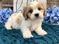 Nixon, a male Bichon Frise and Cavalier King Charles Spaniel for sale in Shipshewana, IN – 4 of 6