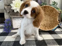 Osceola, a male Cavalier King Charles Spaniel for sale in Shipshewana, IN – 3 of 4
