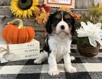 Jaycee, a female Cavalier King Charles Spaniel for sale in Shipshewana, IN – 4 of 6