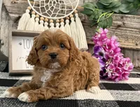 Neesha, a female Cavalier King Charles Spaniel and Poodle - Miniature  for sale in Shipshewana, IN – Photo 4 of 6