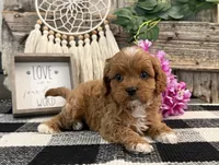 Neesha, a female Cavalier King Charles Spaniel and Poodle - Miniature  for sale in Shipshewana, IN – Photo 3 of 6