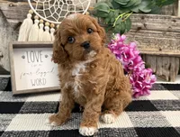 Neesha, a female Cavalier King Charles Spaniel and Poodle - Miniature  for sale in Shipshewana, IN – Photo 2 of 6