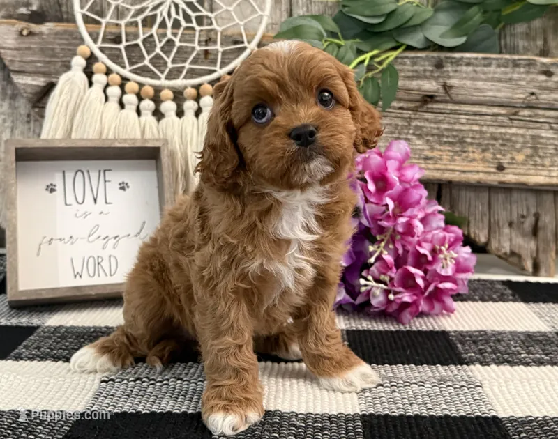 Neesha – Cavalier King Charles Spaniel, Poodle - Miniature  puppy for sale in Shipshewana, IN