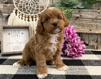 Neesha, a female Cavalier King Charles Spaniel and Poodle - Miniature  for sale in Shipshewana, IN – Photo 1 of 6