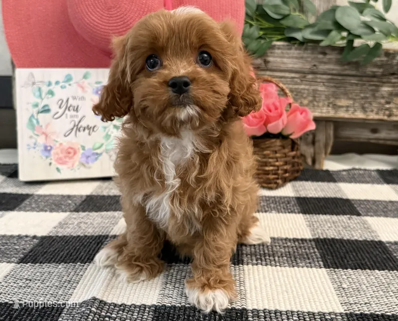 Neesha – Cavalier King Charles Spaniel, Poodle - Miniature  puppy for sale in Shipshewana, IN