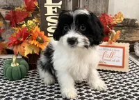 Nica, a female Cavachon for sale in Shipshewana, IN – 3 of 6