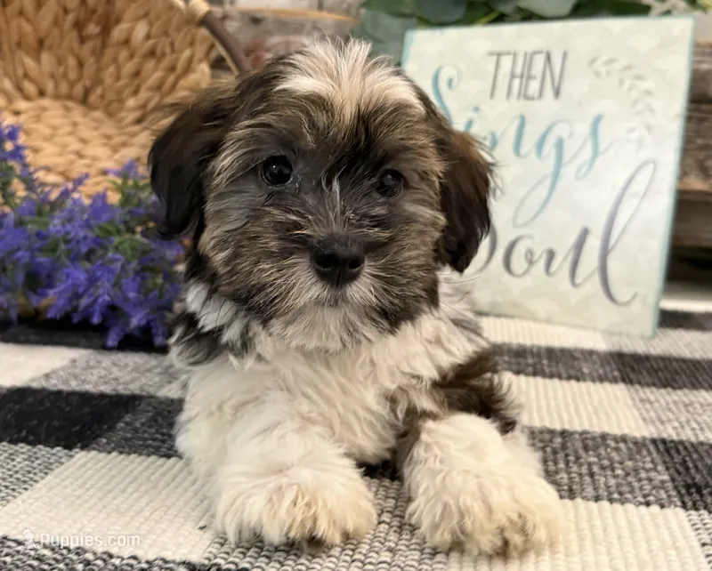 Forrester – Havanese puppy for sale in Shipshewana, IN
