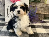 Holly, a female Havanese for sale in Shipshewana, IN – 2 of 6