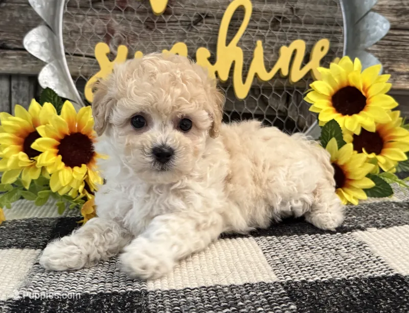 Griffith – Bichon Frise, Poodle - Toy  puppy for sale in Shipshewana, IN