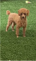 Lance, a male Havanese and Poodle - Toy  for sale in Shipshewana, IN – 5 of 6