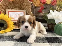 Jazmin, a female Cavalier King Charles Spaniel for sale in Shipshewana, IN – 2 of 6