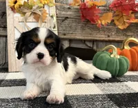 Janson, a male Cavalier King Charles Spaniel for sale in Shipshewana, IN – 4 of 6