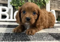 Kyler, a male Cavalier King Charles Spaniel and Poodle - Toy  for sale in Shipshewana, IN – 2 of 6