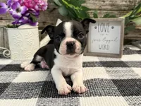 Oscar, a male Boston Terrier for sale in Shipshewana, IN – 2 of 7