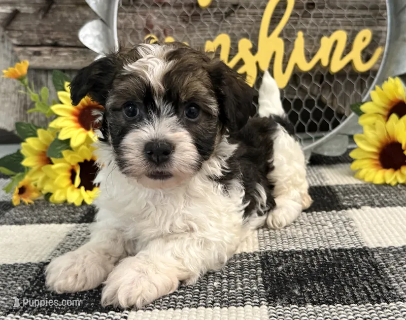 Howell – Havanese puppy for sale in Shipshewana, IN