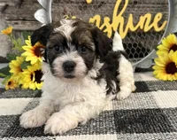 Howell, a male Havanese for sale in Shipshewana, IN – 1 of 6
