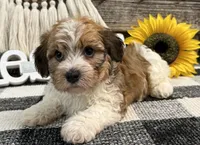 Halston, a male Havanese for sale in Shipshewana, IN – 4 of 6