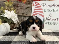 Jennings, a male Cavalier King Charles Spaniel for sale in Shipshewana, IN – 4 of 6