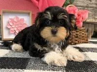 Leslie, a female Havanese and Poodle - Toy  for sale in Shipshewana, IN – 3 of 6