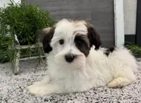 Deacon, a male Havanese for sale in Shipshewana, IN – Photo 3 of 4